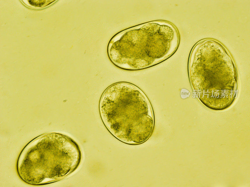 显微镜下的圆线虫卵，钩胞虫/钩虫，猫粪中的钩虫